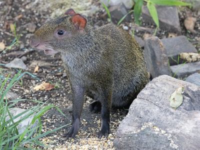 Central American agouti / Midden-Amerikaanse agoeti / Dasyprocta punctata