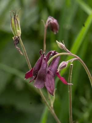 Aquilegia atrovinosa