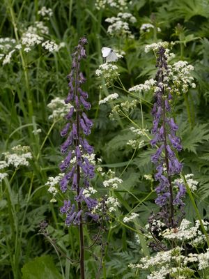 Ranonkelfamilie / Ranunculaceae