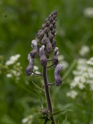 Aconitum leucostomum