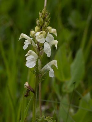 Pedicularis dolichorrhiza