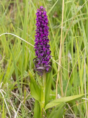 Dactylorhiza umbrosa