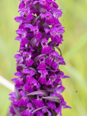 Dactylorhiza umbrosa