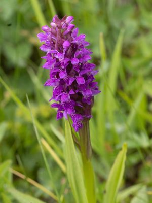 Dactylorhiza umbrosa