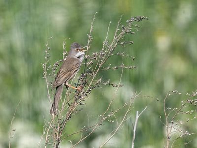 Common Whitethroat / Grasmus / Sylvia communis