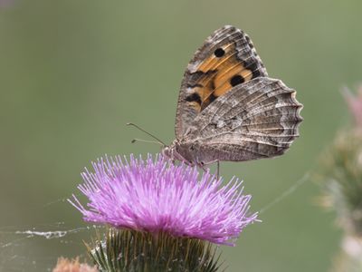 Chazara enervata