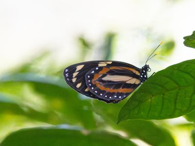 Tiger Mimic-Queen / Lycorea halia