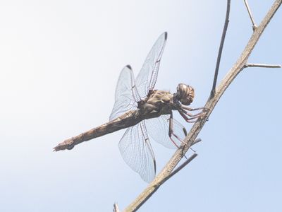 Orthemis nodiplaga