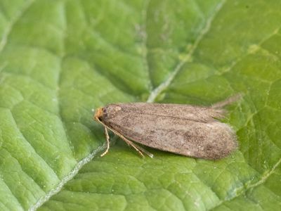 Vroege zaksikkelmot / Agnoea flavifrontella