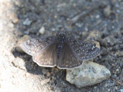 Propertius duskywing / Erynnis propertius
