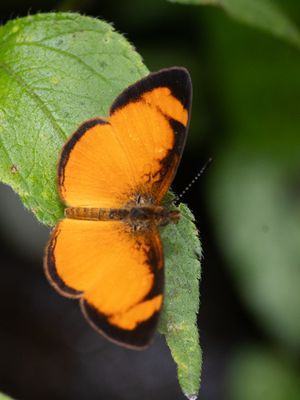 Black-bordered Tegosa / Tegosa anieta
