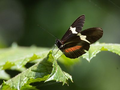 Clysonymus longwing / Heliconius clysonymus