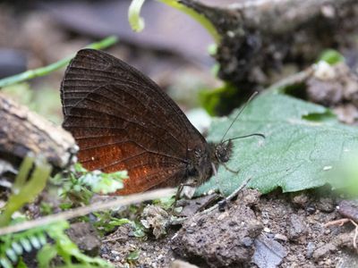 Manis Satyr / Pedaliodes manis