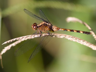 Band-winged Dragonlet / Erythrodiplax umbrata