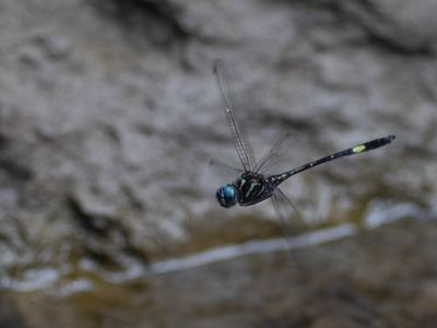 Brechmorhoga praecox / Slender Clubskimmer