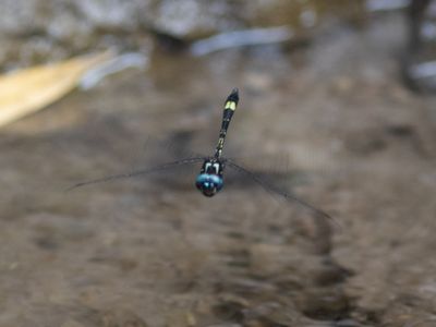Slender Clubskimmer / Brechmorhoga praecox