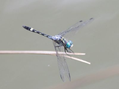 Thornbush Dasher / Micrathyria hagenii