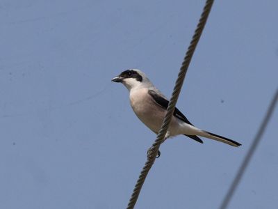 Lesser Grey Shrike / Kleine klapekster / Lanius minor