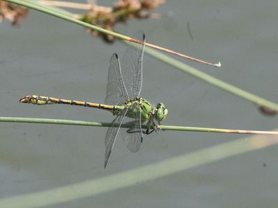 Gaffellibel / Ophiogomphus cecilia / Green Clubtail
