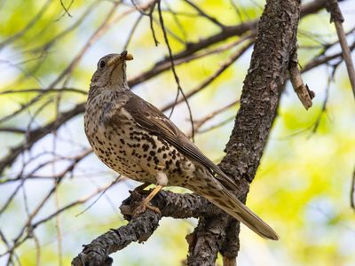 Mistle Trush / Grote Lijster / Turdus viscivorus