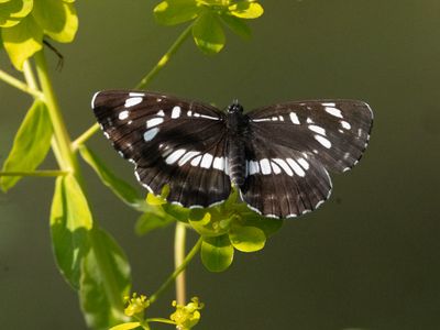 Spireazwever / Hungarian glider / Neptis rivularis