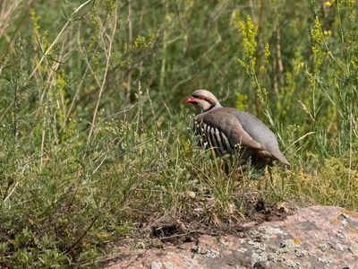 Aziatische Steenpatrijs / Chukar Patridge / Alectoris chukar