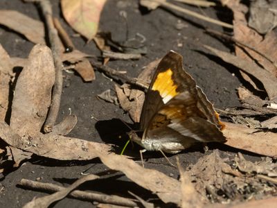 Turquoise Emperor / Doxocopa laurentia