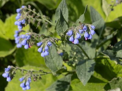 Ruwe smeerwortel / Rough Comfrey / Symphytum asperum