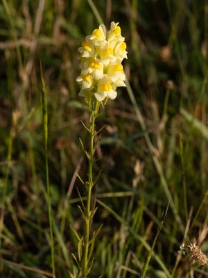Vlasbekje / Linaria vulgaris