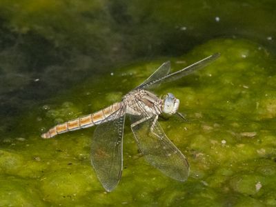 Zuidelijke heidelibel / Southern Darter / Sympetrum meridionale