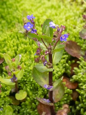 Beekpunge / Veronica beccabunga