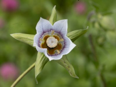 Bonnet bellflower / Codonopsis clematidea