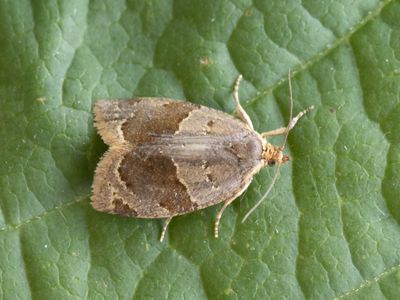 Klimopbladroller / Clepsis dumicolana