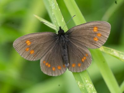 Erebia turanica