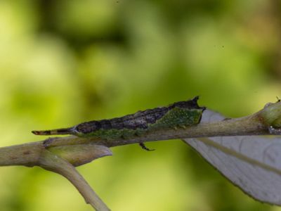 Kleine Hermelijnvlinder / Sallow Kitten / Furcula furcula