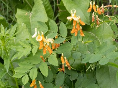 Lathyrus gmelinii