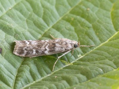 Sparappelboorder / Dioryctria abietella