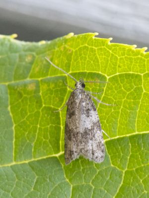 Spikkelbladroller / Cnephasis incertana