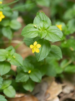 Boswederik / Yellow Pimpernel / Lysimachia nemorum