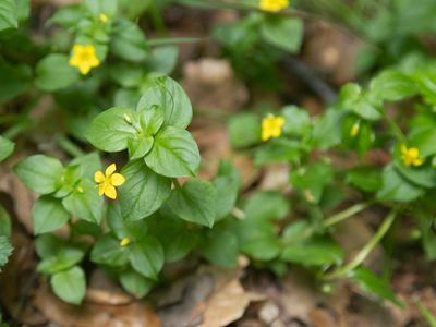 Boswederik / Yellow Pimpernel / Lysimachia nemorum