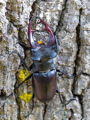 Vliegend hert / European stag beetle / Lucanus cervus
