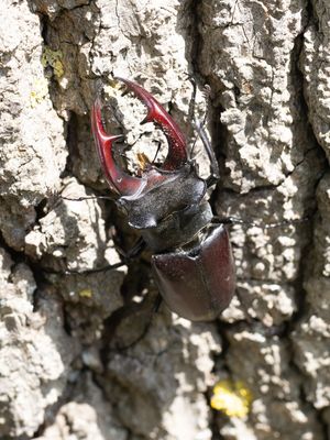 Vliegend hert / European stag beetle / Lucanus cervus
