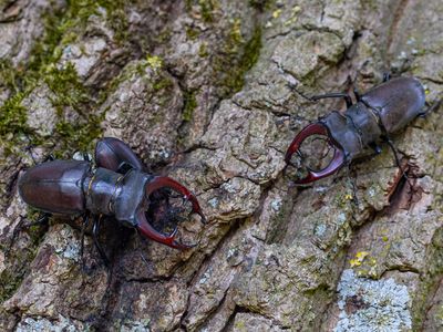 Vliegend hert / European stag beetle / Lucanus cervus