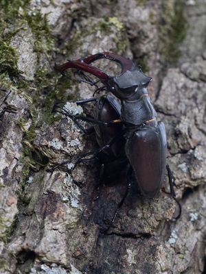 Vliegend hert / European stag beetle / Lucanus cervus
