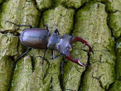 Vliegend hert / European stag beetle / Lucanus cervus