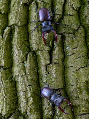 Vliegend hert / European stag beetle / Lucanus cervus