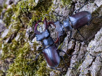 Vliegend hert / European stag beetle / Lucanus cervus