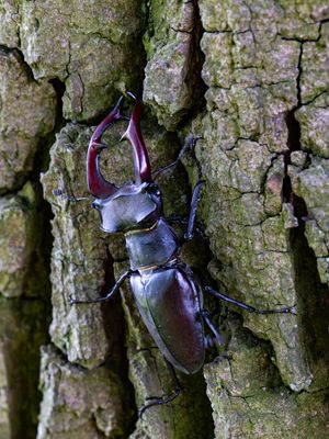 Vliegende herten / Stag beetles / Lucanidae