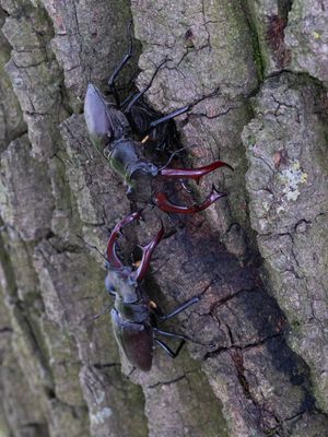 Vliegend hert / European stag beetle / Lucanus cervus