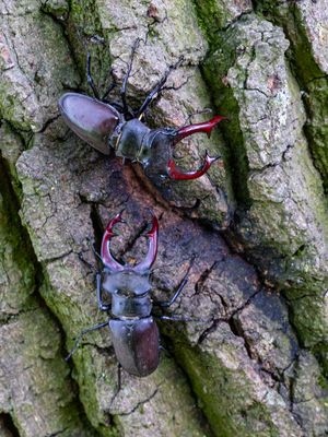 Vliegende herten / Stag beetles / Lucanidae
